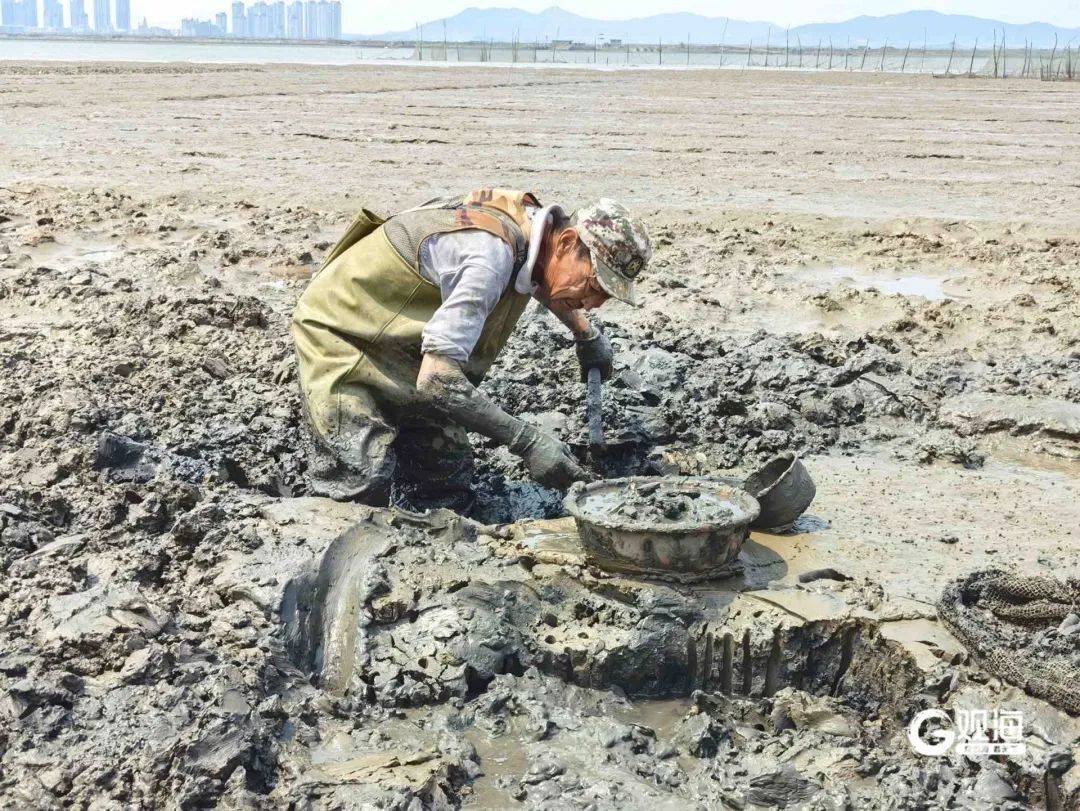 皇冠体育APP_正是肥的时候！每天上万斤在青岛这里上岸皇冠体育APP，很多人爱吃......