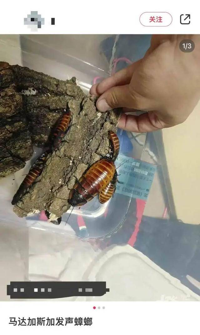 皇冠信用网庄家_门口惊现“蟑螂”皇冠信用网庄家，杭州一住户用杀虫剂一喷，邻居怒了：我的螳螂……