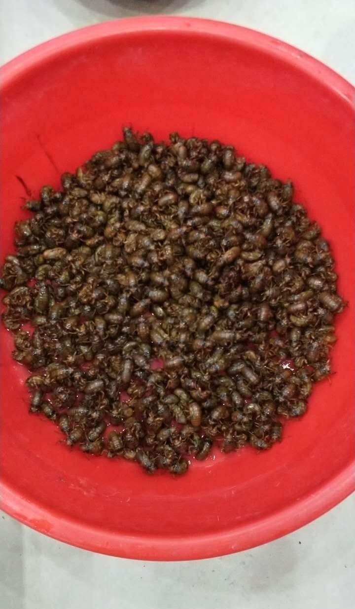 皇冠信用网开户_夏夜在公园里抓“季鸟猴”皇冠信用网开户,违规吗?