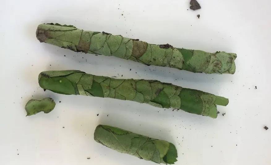 皇冠信用網如何注册_咬开桃子发现一堆树叶？莫慌皇冠信用網如何注册！你是遇到了它→