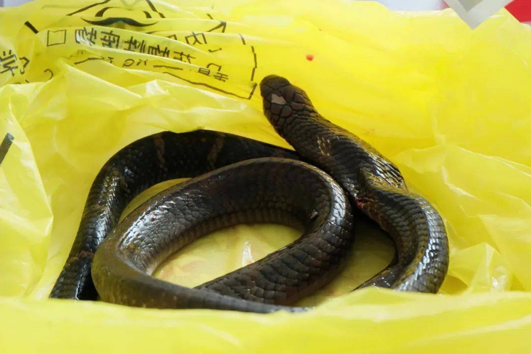 纽约红牛vs哥伦布机员_眼镜王蛇咬伤老人纽约红牛vs哥伦布机员,家属拖两米多长的“凶手”冲进医院!“拎蛇就医”可取吗?