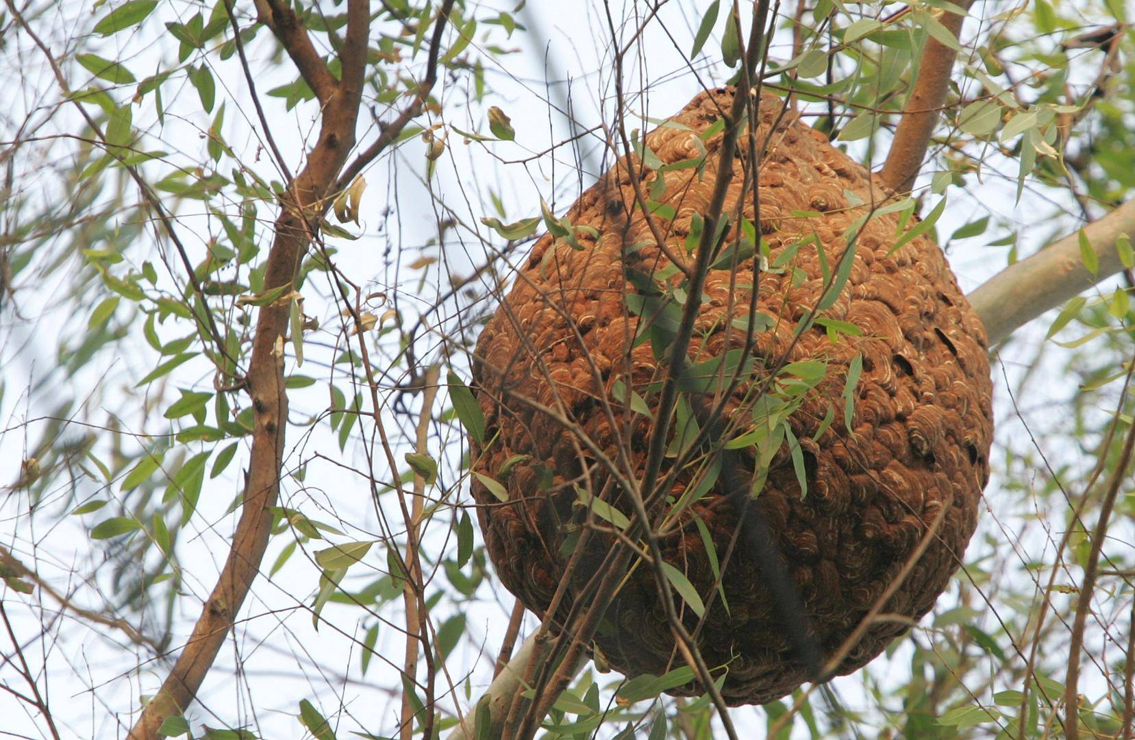 世界杯2026_两儿童遭蜂群蜇伤身亡世界杯2026，养蜂人涉过失致人死亡被立案！胡蜂养殖监管存模糊地带