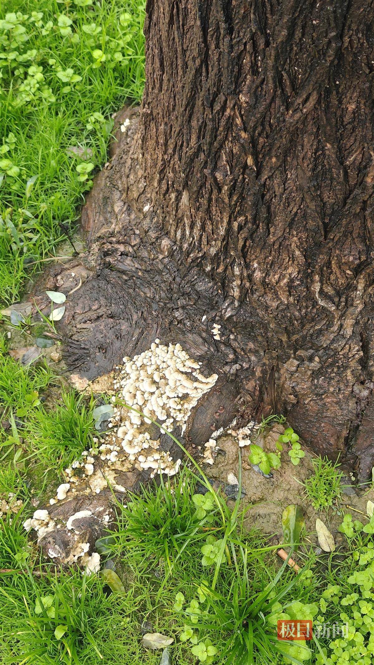怎么开皇冠信用
_西安连续一个多月降雨遍地长蘑菇怎么开皇冠信用
，大雁塔受潮，城墙布满青苔，气象局解释成因