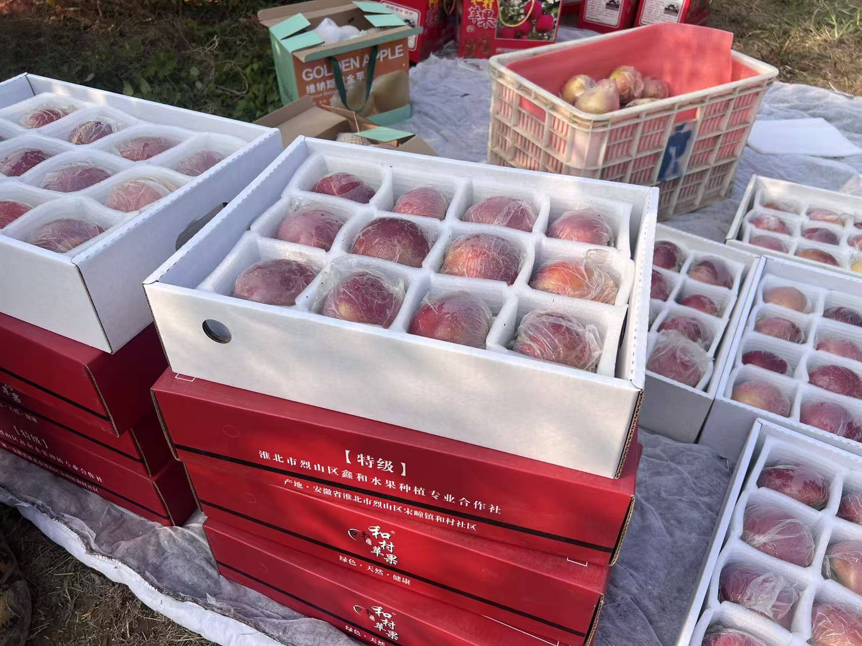 皇冠信用代理出租
_“淮北为啥不种橘子皇冠信用代理出租
？”果农：因为我们有更甜的王牌