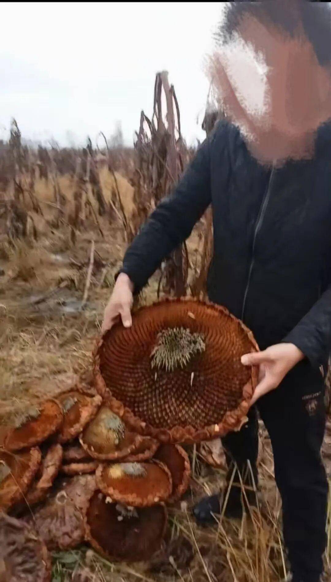 皇冠信用网
_百亩向日葵遭村民哄抢皇冠信用网
，损失50万元！警方已行拘4人