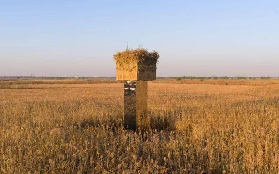 皇冠提现_洞庭湖芦苇荡内架设9.5米高镜面装置皇冠提现，鸟类专家：会引发鸟撞