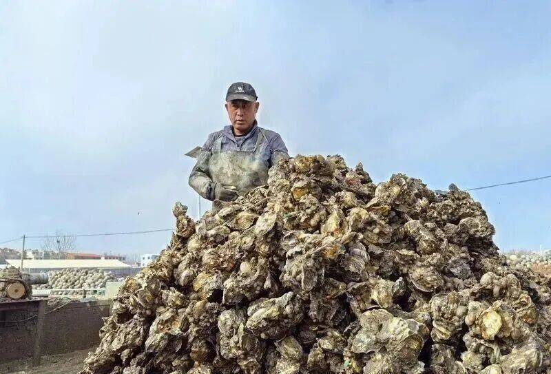 皇冠信用登2代理_批发价2元一斤皇冠信用登2代理,青岛这种海鲜卖爆了,1600万斤已上岸……