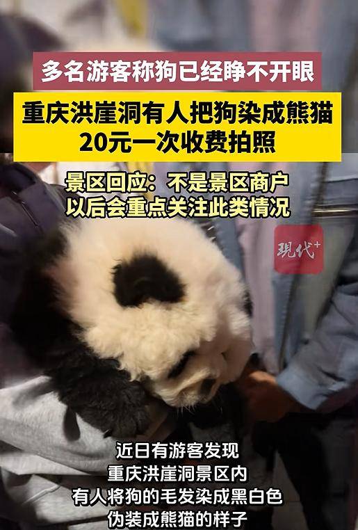 怎么开通皇冠信用网口_重庆洪崖洞有人将狗染成黑白色伪装成熊猫怎么开通皇冠信用网口,20元一次可抱着拍照,狗已睁不开眼;景区回应:不是景区商户,以后会重点关注此类情况