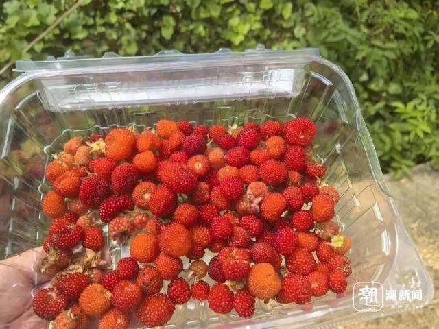 皇冠信用网正网_“超级多皇冠信用网正网,根本摘不完!”一斤能卖到上百元,台州人大批出动了,紧急提醒