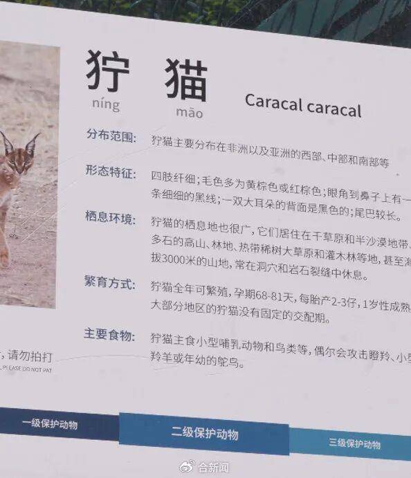 皇冠信用怎么弄_安徽一动物园狞猫因太胖火出圈皇冠信用怎么弄,工作人员:并非真的超重肥胖,是春季换毛期,毛发格外蓬松,白天多在树下睡觉休息,趴着的体态就显得臃肿