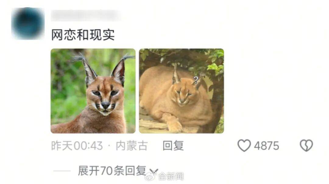 皇冠信用怎么弄_安徽一动物园狞猫因太胖火出圈皇冠信用怎么弄,工作人员:并非真的超重肥胖,是春季换毛期,毛发格外蓬松,白天多在树下睡觉休息,趴着的体态就显得臃肿