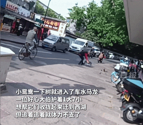 皇冠信用网代理登3_杭州闹市区皇冠信用网代理登3，女子突然发现一群小鸳鸯在自家水缸喝水，一共11只！她马上做了个决定……