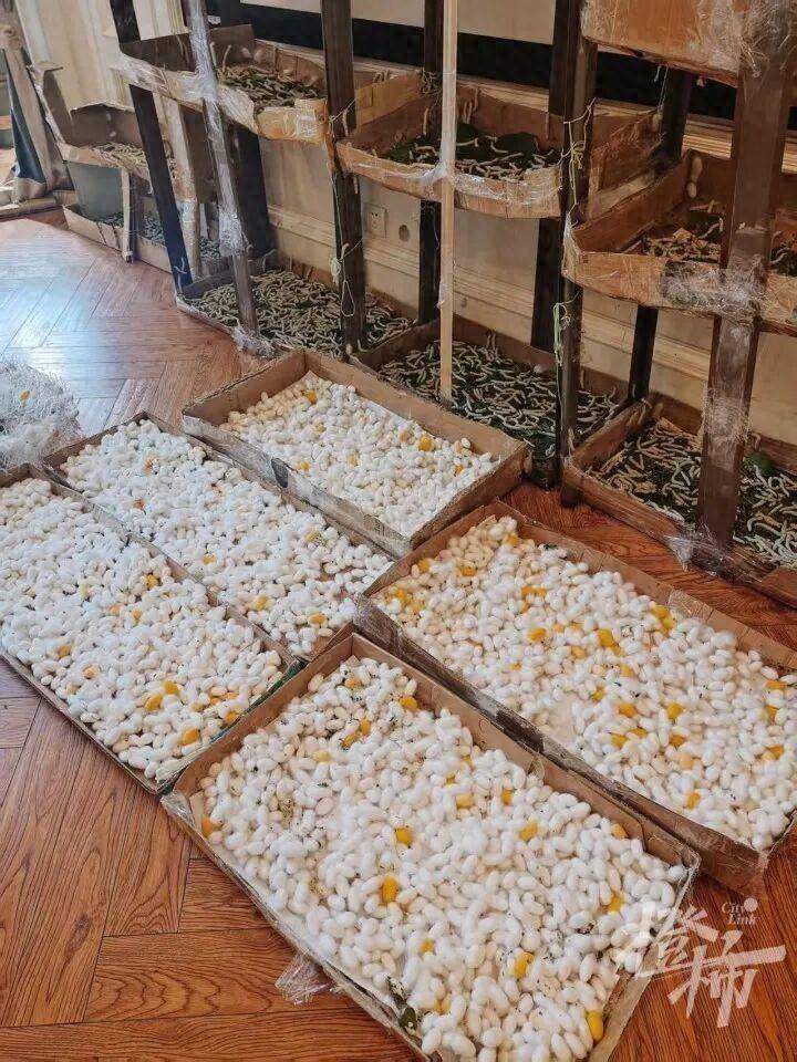 世界杯代理
_“半夜醒来世界杯代理
,老公一个人坐客厅剥茧!”一家三口养1.2万只蚕宝宝,耗时17天剥茧、煮茧、拉蚕丝兜,终于变成2床蚕丝被,儿子盖上10分钟入睡
