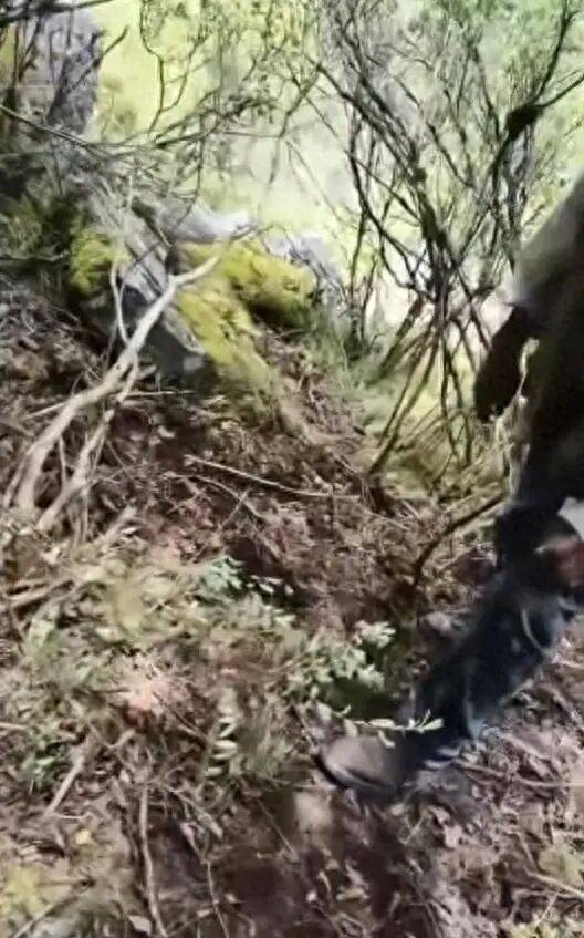 世界盃官網_57岁男子进山捡菌失踪世界盃官網，3天后找到时已身亡，现场发现熊窝熊粪